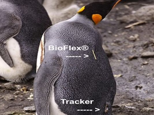 Penguin GPS tracker BioFlex— science